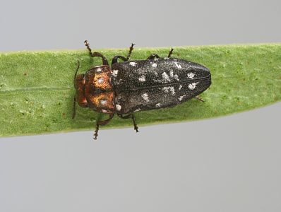 Diphucrania cupreicollis, PL0946, male, on Acacia ligulata, MU